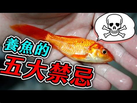 氧氣珠養魚|養魚新手入門：12個教學讓你養魚一次上手（新手必讀）